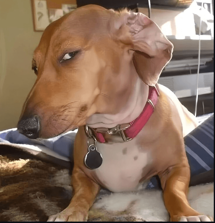 Pupsy